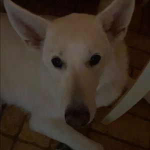 Meet your Posher, Frances